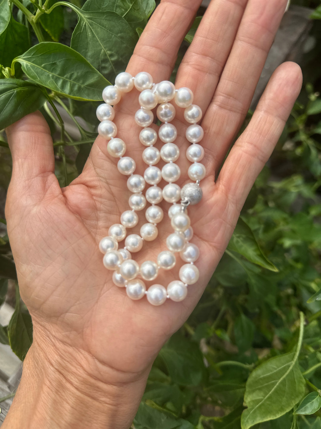 AAA 8.50-8.90mm Cultured Pearls White Excellent Quality 14kt Clasp