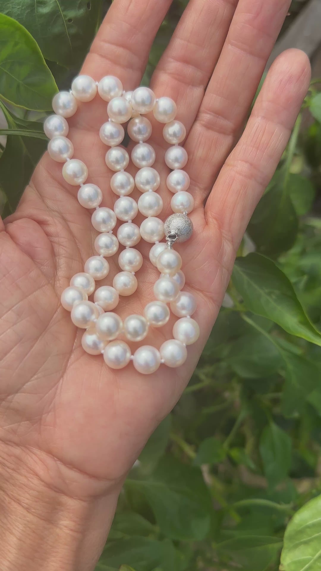 AAA 8.50-8.90mm Cultured Pearls White Excellent Quality 14kt Clasp